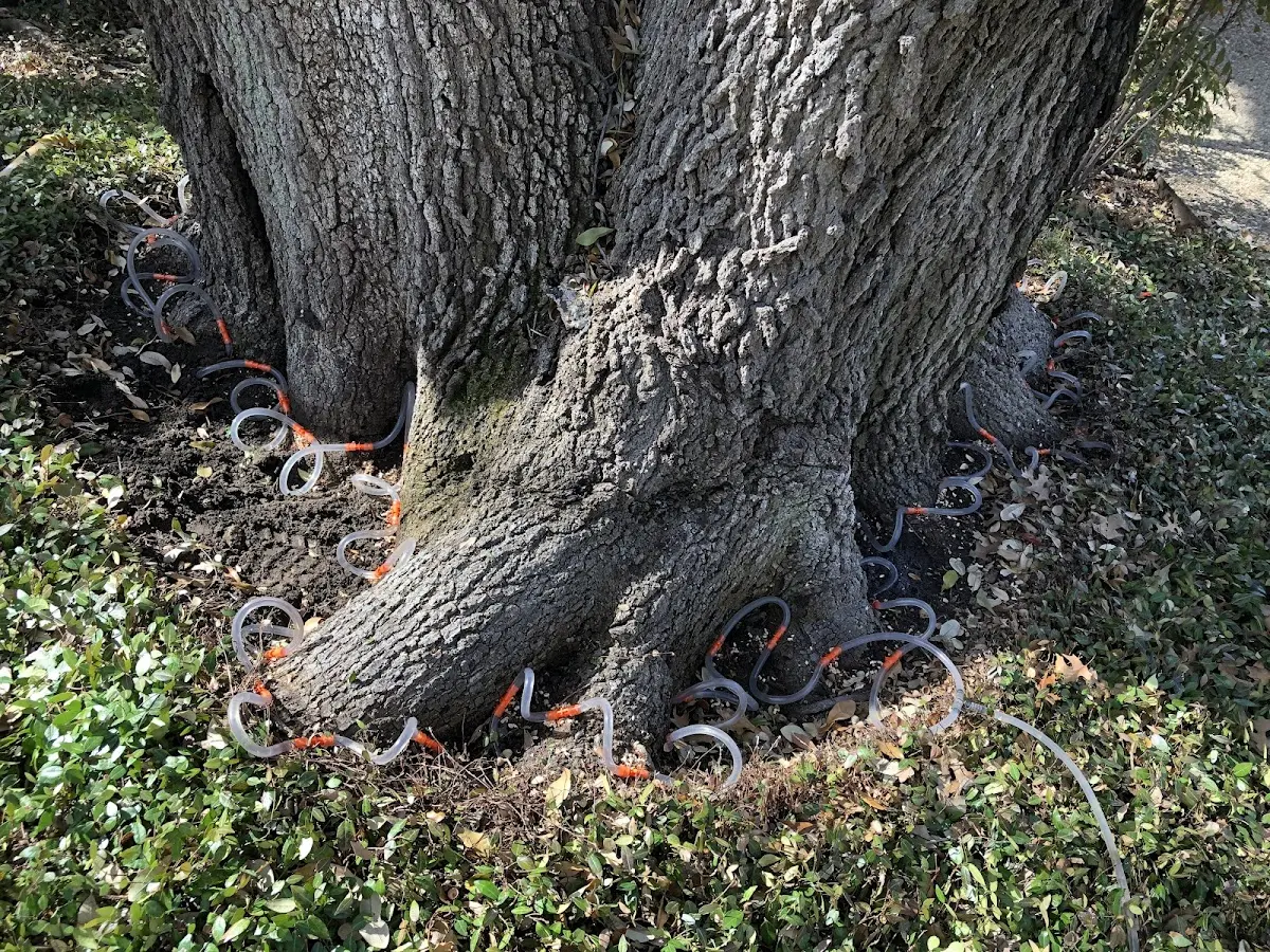 Detailed Tree Cabling and Bracing job site in Andrews